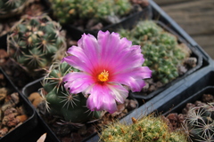 Thelocactus bicolor