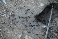 Veromessor pergandei