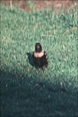 Turdus torquatus