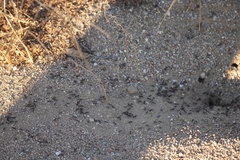 Veromessor pergandei