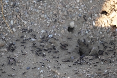 Veromessor pergandei