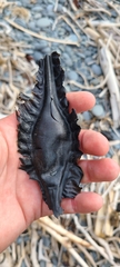Callorhinchus milii