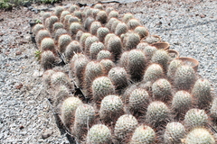 Mammillaria bombycina