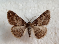 Cleora cinctaria