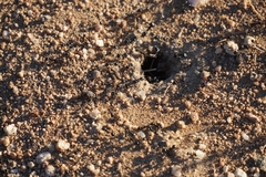 Veromessor pergandei