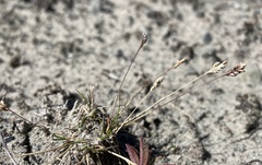 Poa maniototo