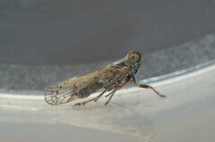Hyalesthes