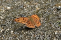 Pseudocoladenia dan
