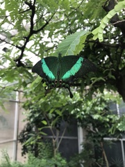 Papilio palinurus