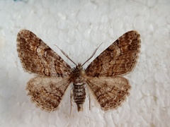 Cleora cinctaria