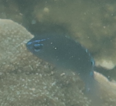 Chrysiptera rollandi