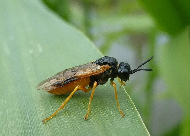 Large Sedge-sawfly