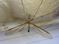 Tipula paludosa