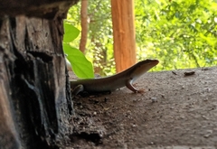 Trachylepis wahlbergii