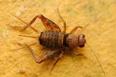 Grylloidea