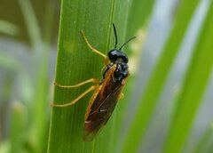 Selandria melanosterna