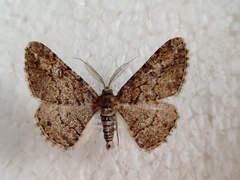 Cleora cinctaria