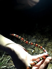 Lampropeltis elapsoides