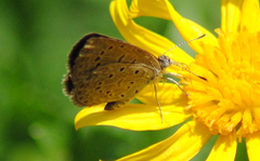 Zizeeria knysna