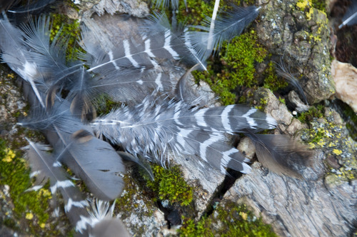 Plume de Râle d'eau