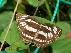 Neptis hylas
