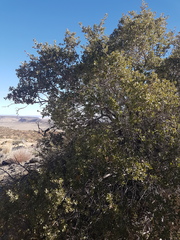 Quercus cornelius-mulleri