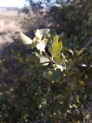 Quercus cornelius-mulleri