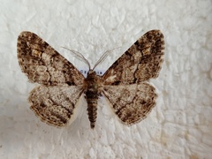 Cleora cinctaria