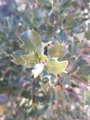 Quercus cornelius-mulleri