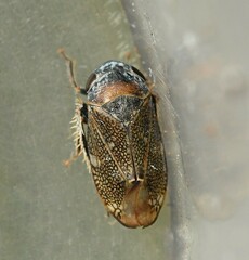 Penthimia irrorata