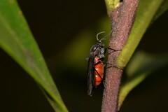 Sciaridae