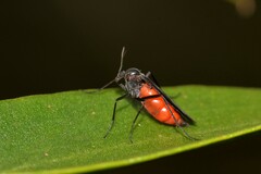 Sciaridae