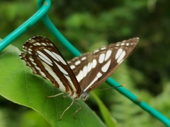 Neptis hylas
