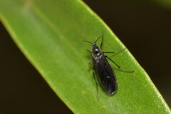Sciaridae