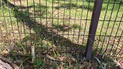 Arthropodium milleflorum