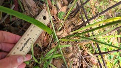 Arthropodium milleflorum
