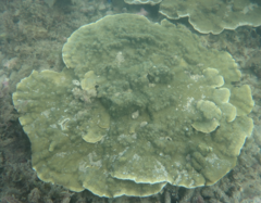 Montipora