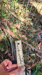 Arthropodium milleflorum