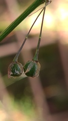 Arthropodium milleflorum