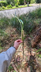 Dianella caerulea producta
