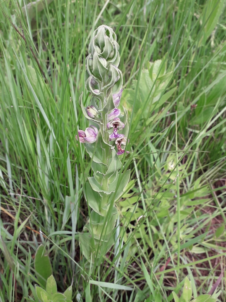 Brachycorythis ovata