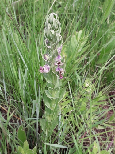 Image of Brachycorythis ovata by (c) Janet Gates, some rights reserved (CC BY-SA)