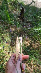 Dianella caerulea producta