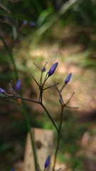 Dianella caerulea producta