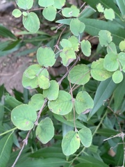 Symphoricarpos mollis