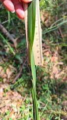 Dianella caerulea producta