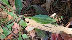 Plantago varia