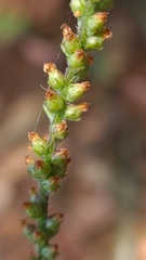 Plantago varia