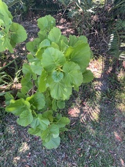 Pelargonium zonale