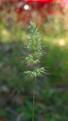 Echinopogon caespitosus